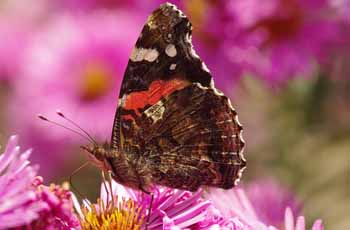 电话轰在线轰炸平台自助下单