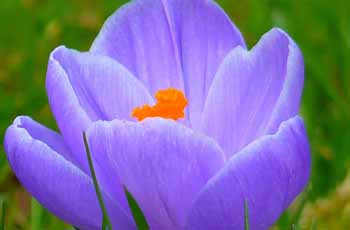 自动化部署的手机在线轰炸