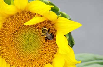 24小时呼叫轰炸神器