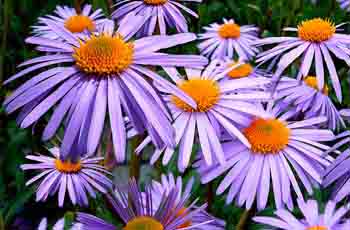 发卡系统直营的无限拨打短信软件